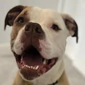 American Bulldog Whinney is a lovely big girl who can be quite shy around new people. Whinney always loves getting tasty treats. She is very good on lead and enjoys her walks.