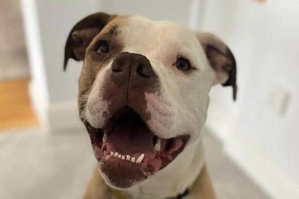 American Bulldog Whinney is a lovely big girl who can be quite shy around new people. Whinney always loves getting tasty treats. She is very good on lead and enjoys her walks.