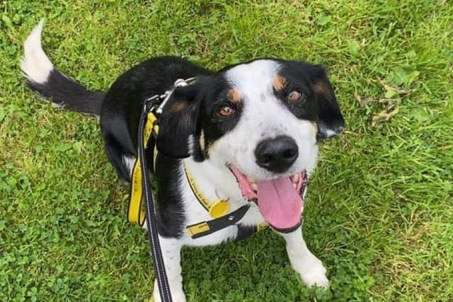 Collie Spaniel cross Charlie is brilliant boy who is currently living in a foster home. His foster carers say he’s a fantastic dog and they adore having him around. Charlie really likes getting out for walks and is happy to travel in the car