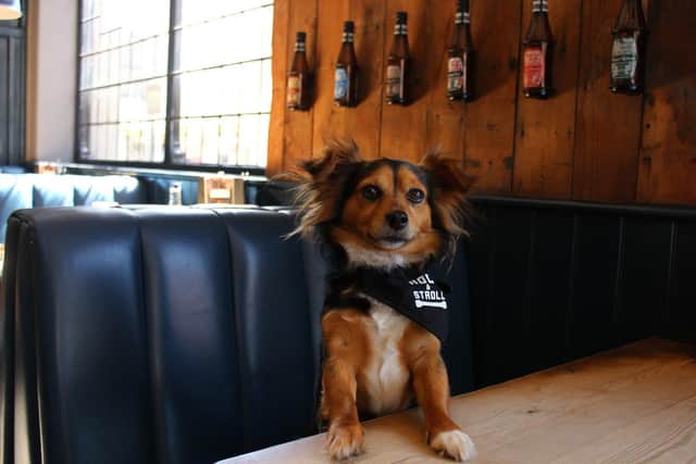 Dogs are welcome at a number of bars and restaurants across Northern Ireland. Picture:  Dog Furiendly from Pixabay.