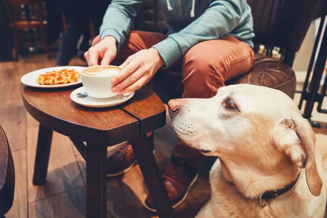 Many cafes in Northern Ireland now are dog-friendly.