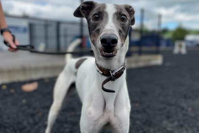 USPCA have issued an urgent rehoming appeal for five local dogs as the number of dogs being rehomed falls due to the rising Cost of Living Crisis. Super handsome Flint, pictured, particularly enjoys spending time at the beach and would love a home to call his own.