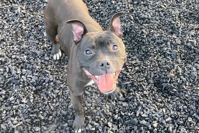 Heather is a stunning one-year-old Staffordshire Bull Terrier. She needs a family that can dedicate lots of time to her - showing her the ropes and giving her great training