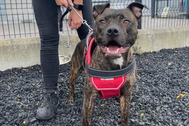 Loveable Lyla has the most stunning coat as a Staffordshire Bull Terrier brindle - she is just under two years of age and is looking for a forever home that can provide her with lots of physical and mental stimulation