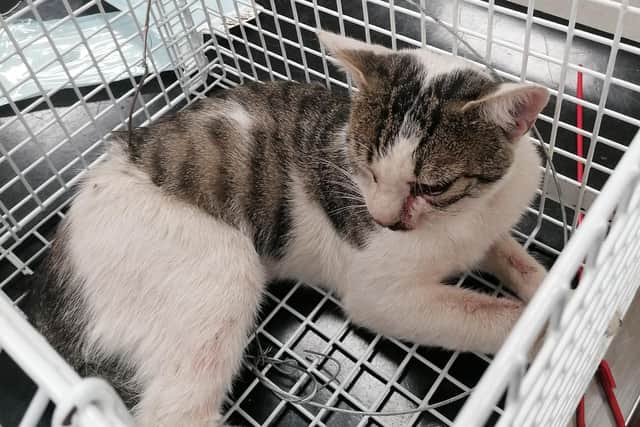 A male cat has suffered horrific injuries after becoming trapped in a snare. The USPCA is appealing for information and seeks to reunite the injured cat with their rightful owners after his traumatising ordeal