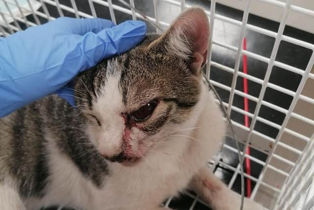 * Warning - distressing image * The cat suffered a severe injury to its eye, most likely caused by its struggle and stress in trying to free itself after becoming trapped in the snare.