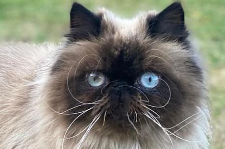 Donna McCabrey sent us this picture of her cat Zuki. Doesn't Zuki have the most striking eyes?