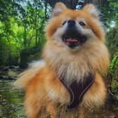 Check out this absolutely stunning snap from Sophie Gregory of her beloved dog enjoying the great outdoors!