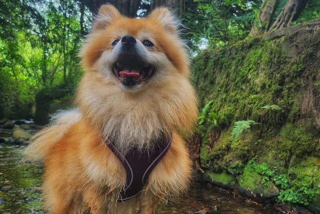 Check out this absolutely stunning snap from Sophie Gregory of her beloved dog enjoying the great outdoors!