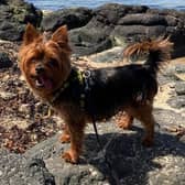 Yorkshire Terrier  Max is a friendly little dog who loves meeting new people. He enjoys playing with his toys and getting out for sniffy walks.When meeting dogs out and about he can be quite an excitable little fella.