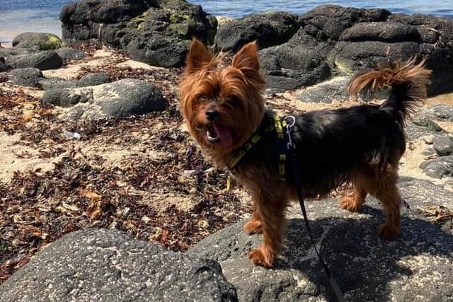 Yorkshire Terrier  Max is a friendly little dog who loves meeting new people. He enjoys playing with his toys and getting out for sniffy walks.When meeting dogs out and about he can be quite an excitable little fella.