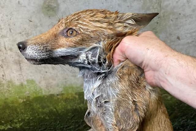 The USPCA has rescued a young female fox, pictured, from a water containment tank in Dunmurry. The charity’s Wildlife Rescue Officer was made aware of the fox in distress after receiving a call from concerned staff at the water treatment plant in Dunmurry.