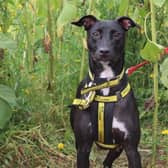 Lurcher Jasmine is a beautiful girl who is super friendly. She loves meeting new people and is instantly friendly. Jasmine enjoys her sniffy walks and eating tasty treats. She also likes to play with her soft toys