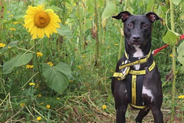 Lurcher Jasmine is a beautiful girl who is super friendly. She loves meeting new people and is instantly friendly. Jasmine enjoys her sniffy walks and eating tasty treats. She also likes to play with her soft toys
