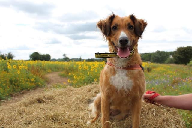 Chesapeake Bay Retriever Curly is a great girl who loves getting attention from people she knows. She likes to play with her toys and enjoys enrichment feeding as well as tasty treats. Curly is looking for a home with active people with previous dog experience