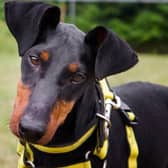 Dogs Trust is urgently seeking fosterers - experienced dog owners who can offer temporary homes to dogs in need.