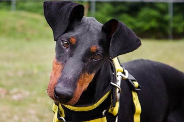 Dogs Trust is urgently seeking fosterers - experienced dog owners who can offer temporary homes to dogs in need.