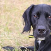 Spaniel Cross Alfie is an adorable boy, who does have a slightly shy side, however he soon comes out of his shell when on walks. He is looking for a forever family who can match his adventurous energy