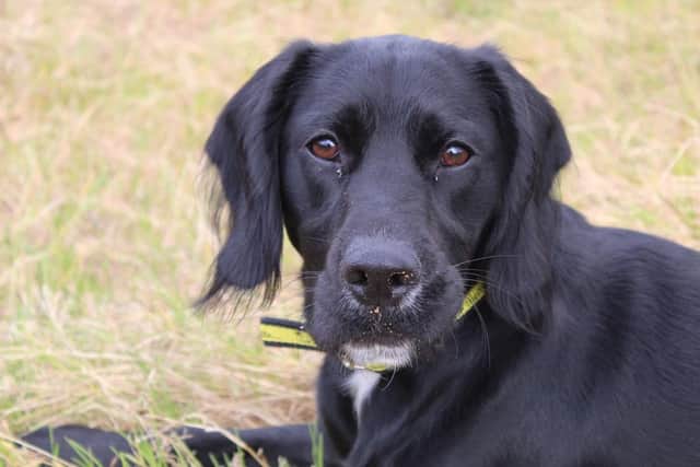 Spaniel Cross Alfie is an adorable boy, who does have a slightly shy side, however he soon comes out of his shell when on walks. He is looking for a forever family who can match his adventurous energy