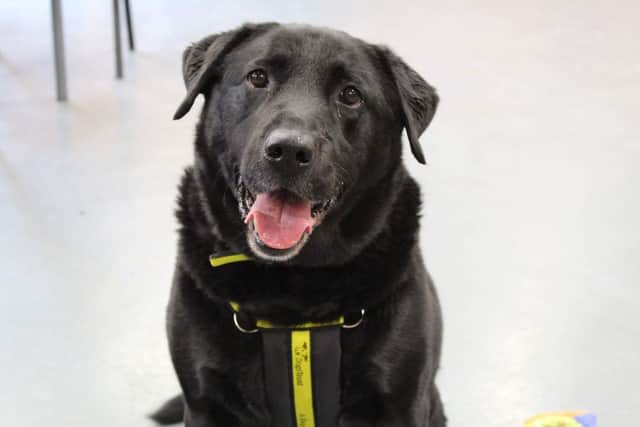 Retriever (Labrador) Storm is a big and handsome boy, who is looking to be showered with love by his forever family. He can be slightly nervous when meeting new people for the first time but once he gets to know you, Storm loves nothing more than spending time with his favourite people