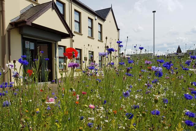 A wildflower bed maintained by Causeway Coast and Glens Borough Council at Abbey Street in Coleraine