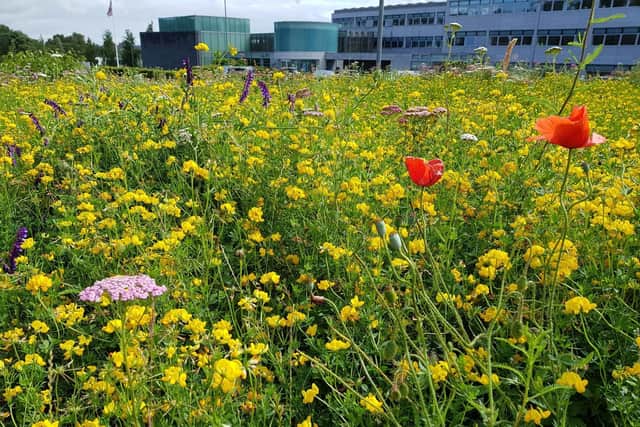 A wildflower bed filled with pollinator-friendly blooms near Causeway Coast and Glens Borough Council’s office in Coleraine