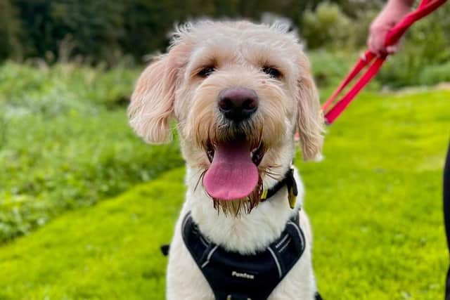 Stunning Crossbreed Finn is a bouncy and lively, big boy. He enjoys an active lifestyle and would love for his new owners to offer him loads of exciting new places to walk, exercise and explore