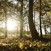 Winter woods: Pic: Michael Cooper