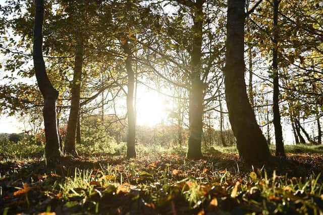 Winter woods: Pic: Michael Cooper