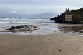 On Sunday, May 25, the National Trust said it became aware of a dead minke whale beached at Portstewart Strand.  CREDIT NI WORLD