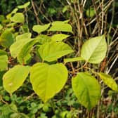 Japanese Knotweed is a type of invasive species.