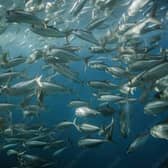 Thousands of fish are dying due to the low oxygen levels in the water. Phot: Adobe