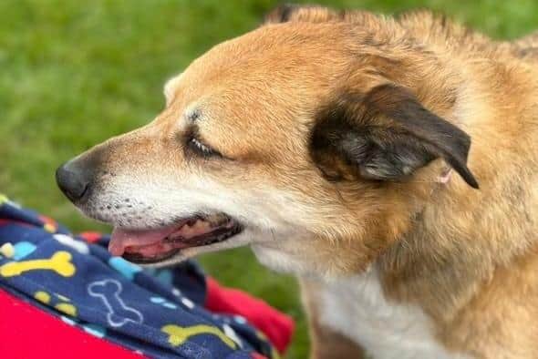 Jill would love to find a foster home.