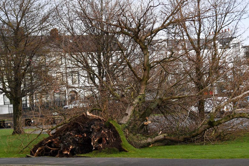 Storm Eowyn uprooted this large tree in Carrickfergus.
