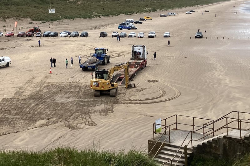 The operation to remove the beached minke whale calf from Portstewart Strand took place on Tuesday, May 27. CREDIT NI WORLD
