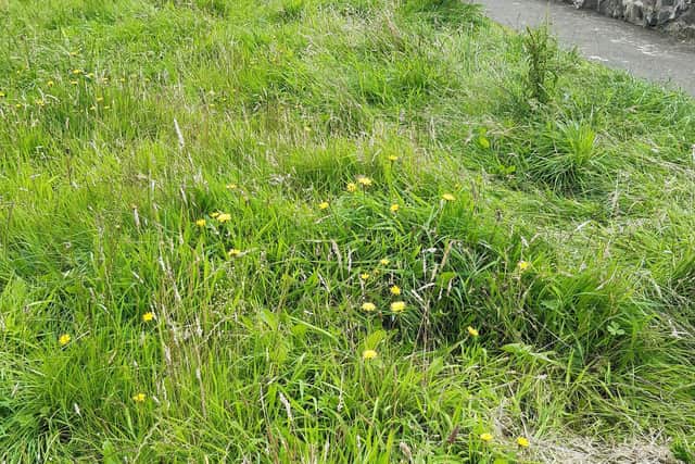 Overgrown grass verge. Pic: Local Democracy Reporting Service