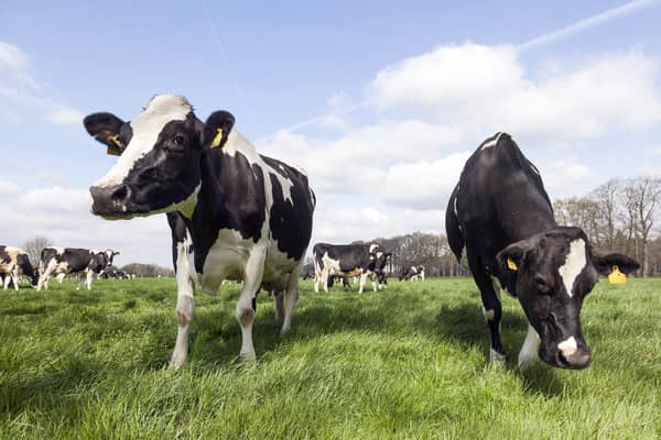 Cows grazing. Picture: Adobe Stock