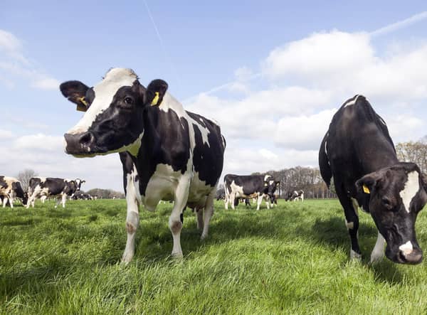 Cows grazing. Picture: Adobe Stock