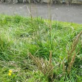 Long grass verge. Photo by: Local Democracy Reporter Service