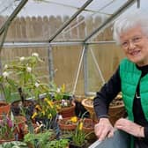 Member of the Alpine Garden Society for 45 years and Ulster Show Show Secretary , Pat Crossley is pictured in her Alpine House in Stranocum