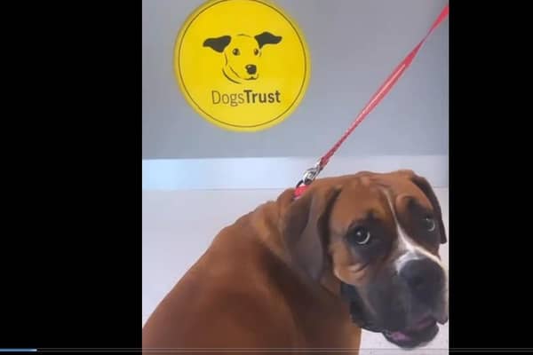 Terrific Tammy who stars in the Dogs Trust video to recruit more foster carers in County Antrim. Credit Dogs Trust