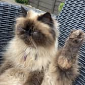 Talk to the paw!! This is Donna McCabrey's Himilayan Persian Zuki