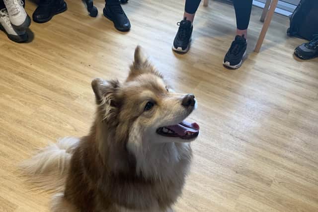 Pets as Therapy dogs visit Ballymacoss Assisted Living Unit