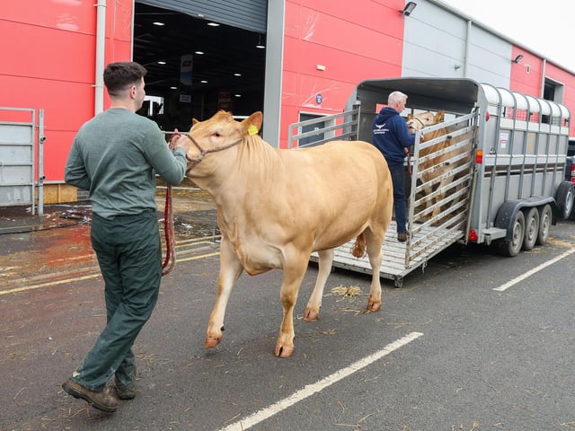 Hillhead British Blondes from Ballynahinch are unloaded on Tuesday.
