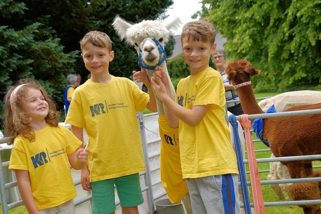 Elsie, Jonah and Micah Daffurn meet Apollo the Alpaca at the Garden Open Day in aid of N.Ireland Kidney Research Fund. CREDIT: LiamMcArdle.com