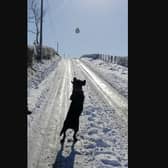 Izzy the dog in "glorious Templepatrick". Photo courtesy of Claire Kennedy.