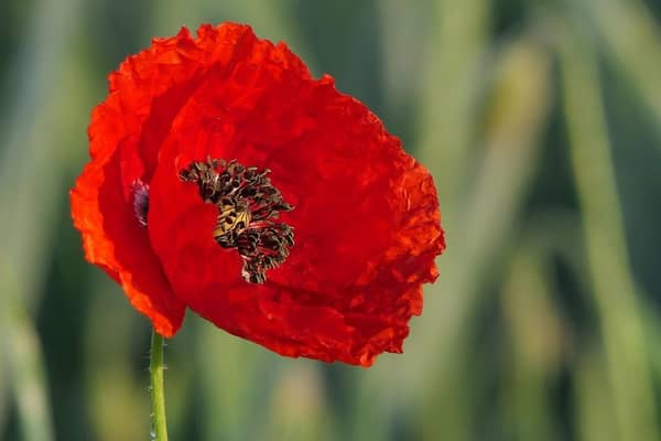 The Ballycastle branch of the RBL have launched their annual Poppy Appeal. Credit Pixabay