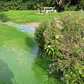 Blue green toxic algae on Lough Neagh.