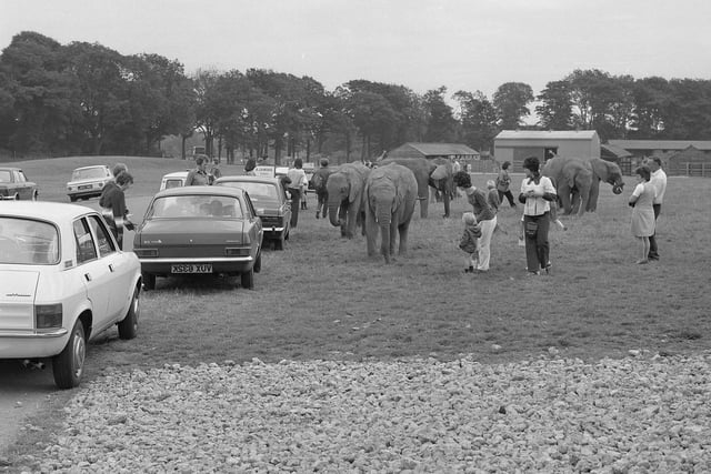 The elephants meet the public in August 1974. Keith Davey commented: "Wow some memories there , forgot all about that place."
