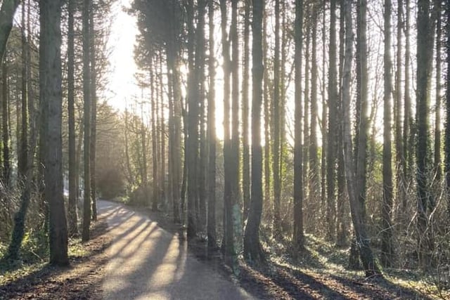 Hillsborough Forest by Victoria McMahon